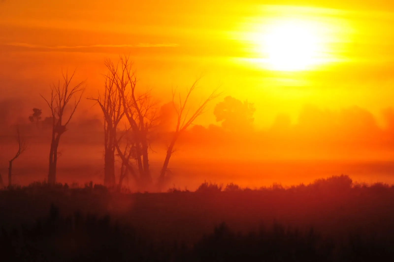 Sol radiante que se abre paso entre la niebla de la mañana sobre la silueta de unos árboles